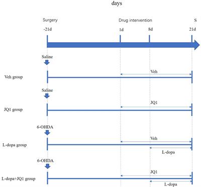 Inhibition of BET Protein Function Suppressed the Overactivation of the Canonical NF-κB Signaling Pathway in 6-OHDA-Lesioned Rat Model of Levodopa-Induced Dyskinesia